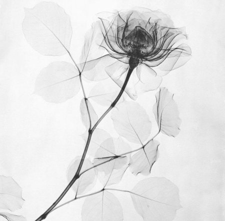 Рентген цветы дейн таскер