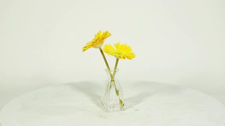 Гербера желтая