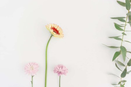 Минимализм цветы