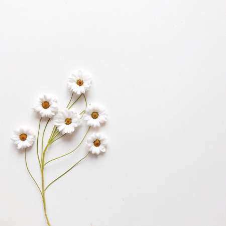 Минимализм цветы