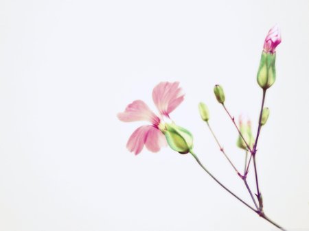 Минимализм цветы