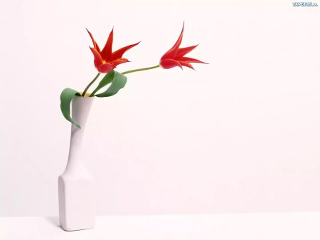 Цветок минимализм