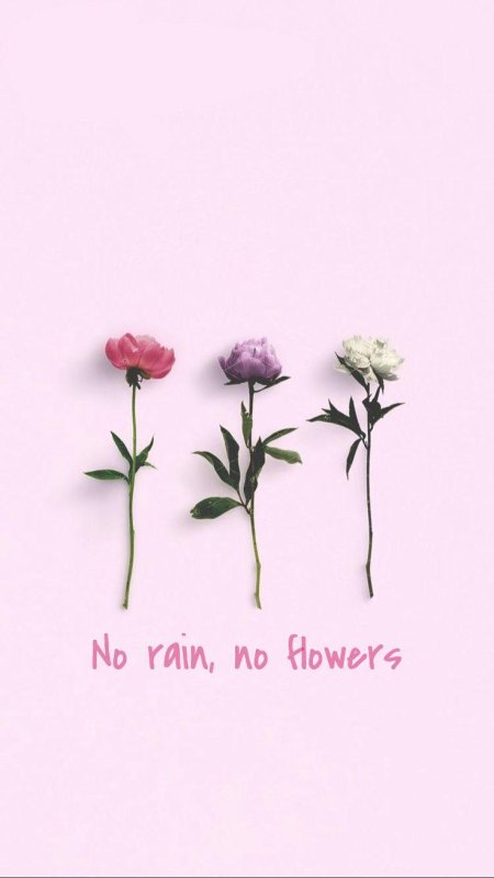 No rain no flower