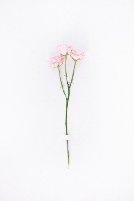 Минимализм цветы