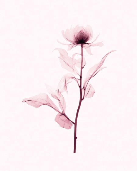 Цветок минимализм