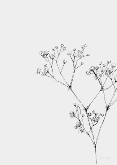 Гипсофила метельчатая веточка