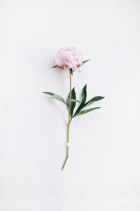 Пионы эстетика пинтерест