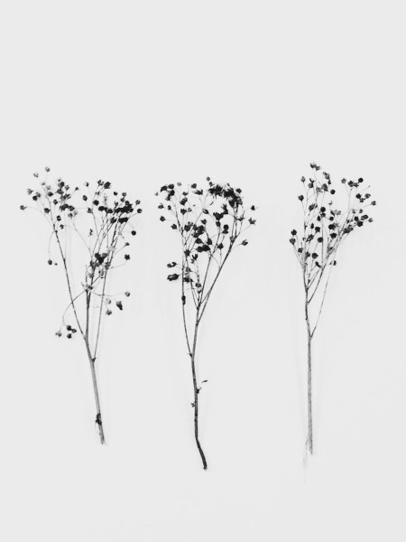 Тату растения минимализм