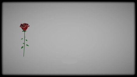 Минимализм цветы