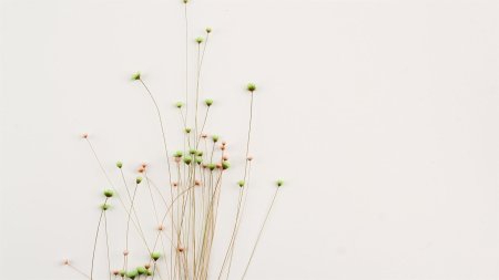 Сухой цветок