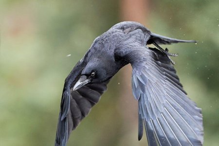 Ворона в полете