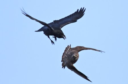 Ворона в полете