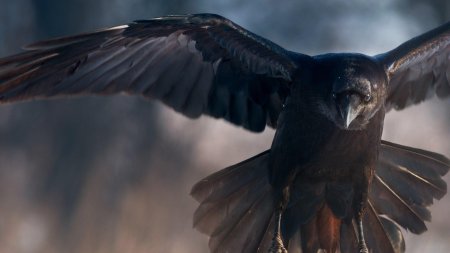 Corvus corax птица