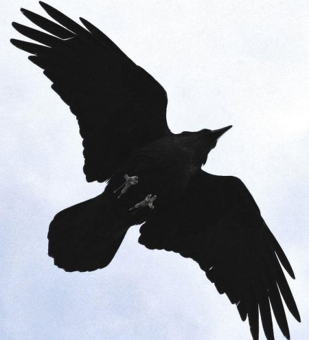 Corvus corax птица
