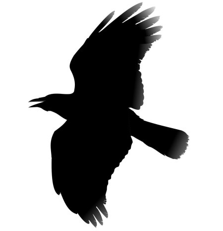 Силуэт птицы грач