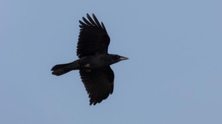 Грачи птицы