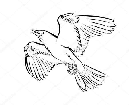 Сорока карандашом