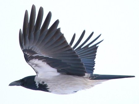 Серая ворона