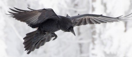 Крыло ворона