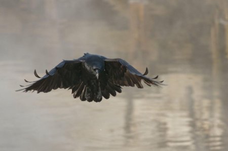 Ворон principalis