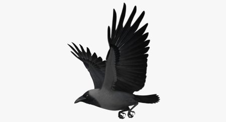 Ворона на прозрачном фоне