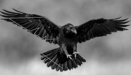 Размах крыльев ворона