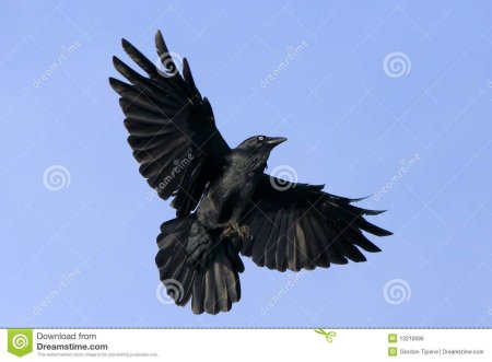 Ворона в полете