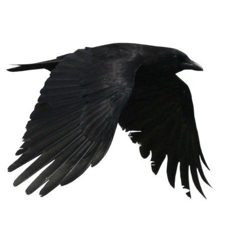 Ворон летит