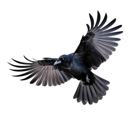 Crow flying