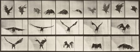 Эдвард мейбридж