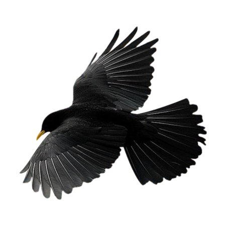 Pyrrhocorax graculus