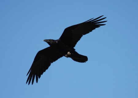 Ворона в полете