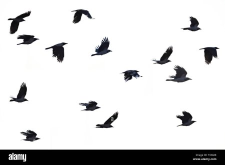 Грачи птицы