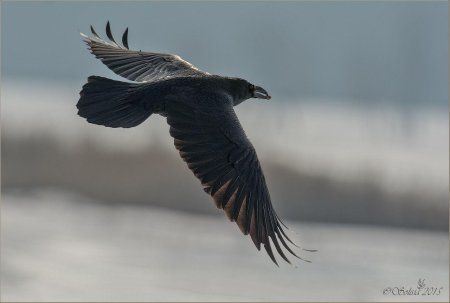 Гигантский ворон размах крыльев