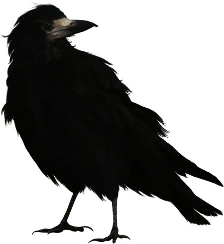 Ворона на белом фоне