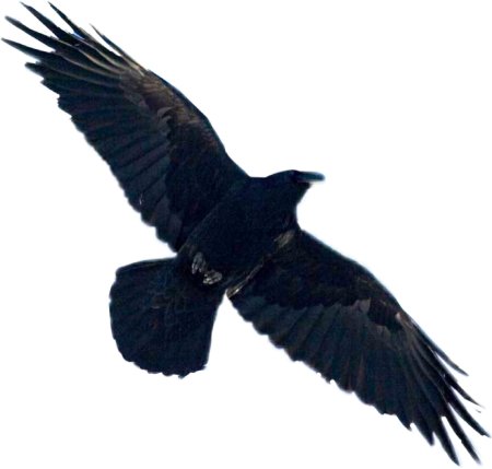 Ворон на белом фоне