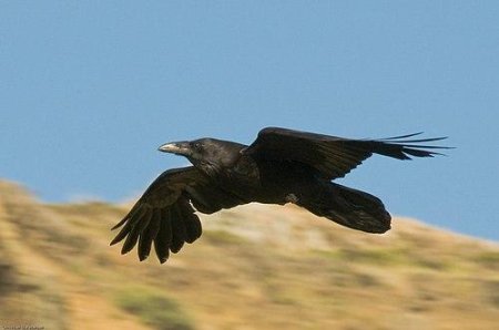 Corvus corax птица
