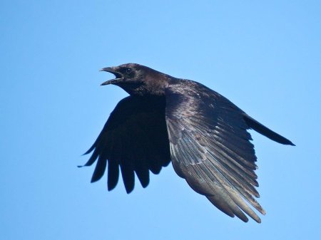 Ворона ворон