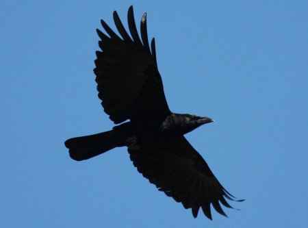 Ворона в полете
