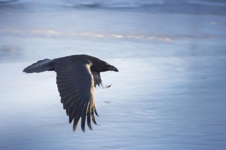 Ворона в полете