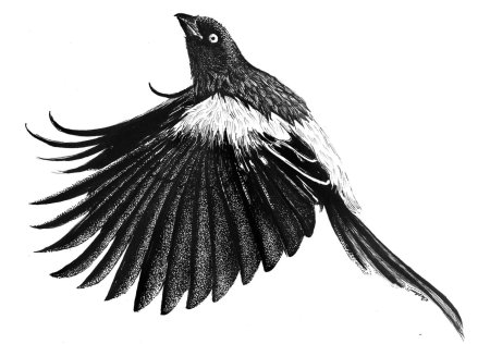 Сорока рисунок