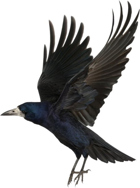 Грач на белом фоне