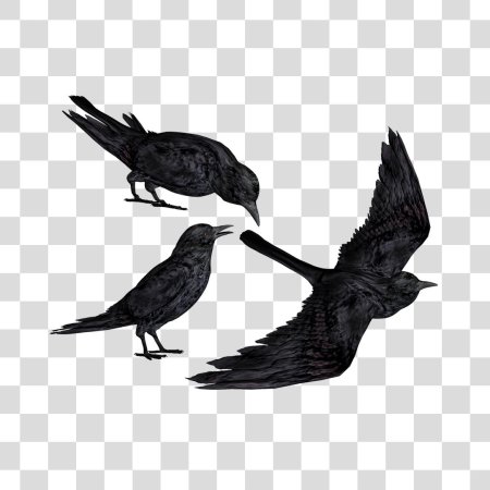 Ворона на прозрачном фоне