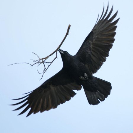 Corvus corax птица