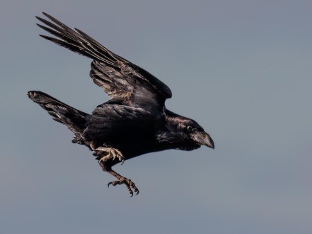 Corvus corax птица
