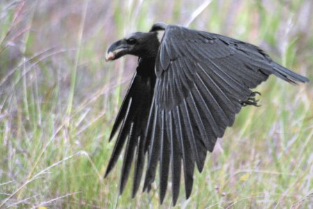 Corvus fuscicapillus ворона