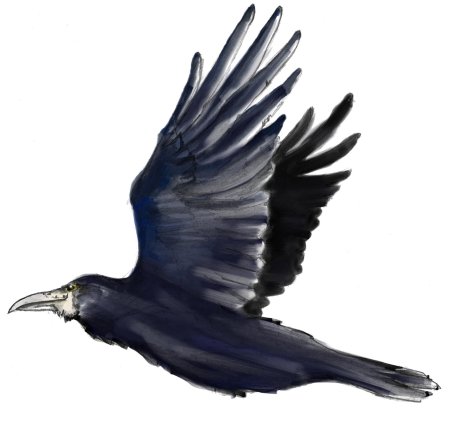 Грач на белом фоне