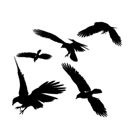 Силуэт птицы в полете