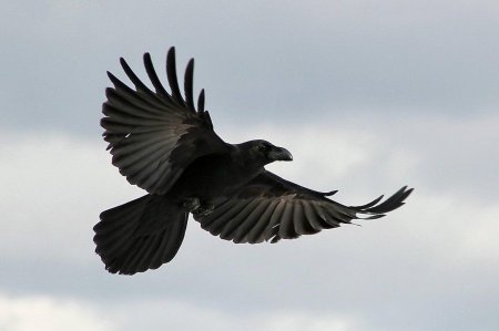 Ворона в полете