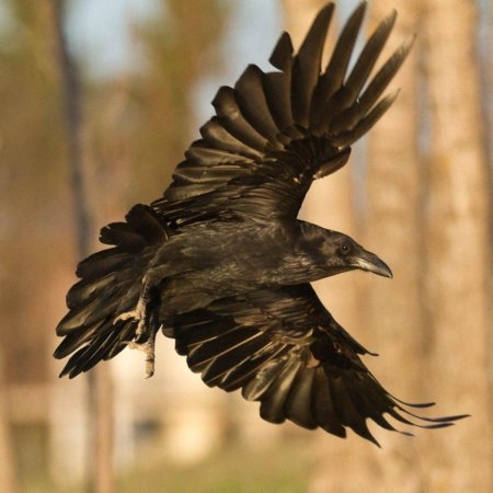 Corvus corax птица